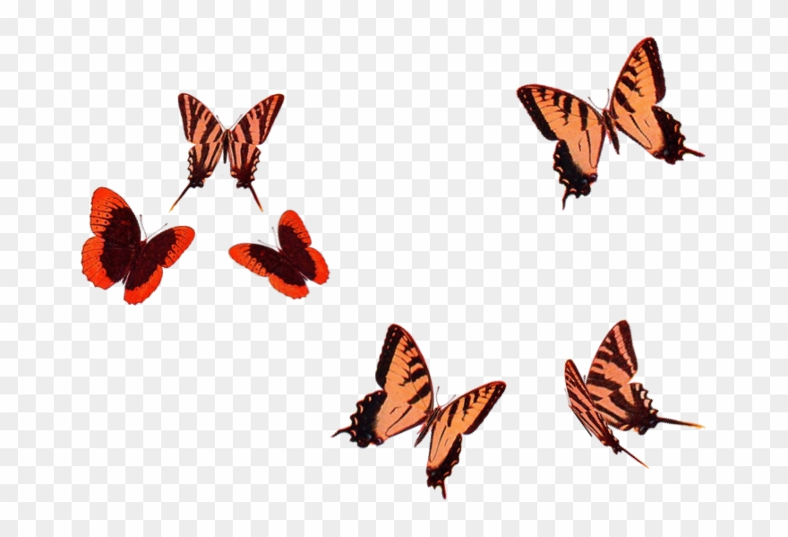 Camels - Brush-footed Butterfly Clipart