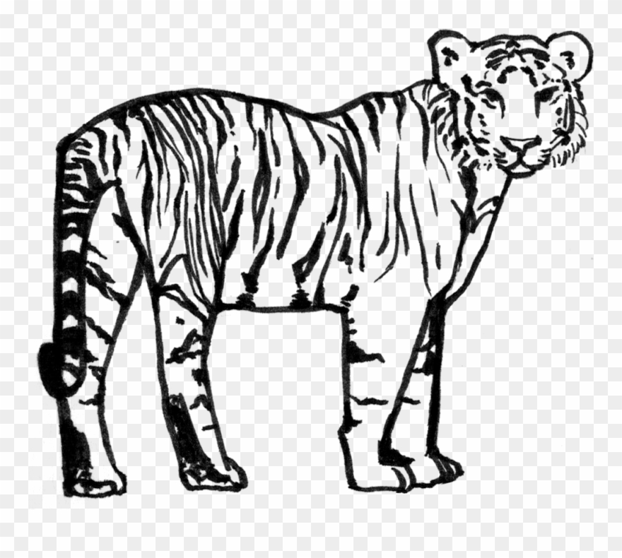 Siberian Tiger , Png Download - Siberian Tiger Clipart