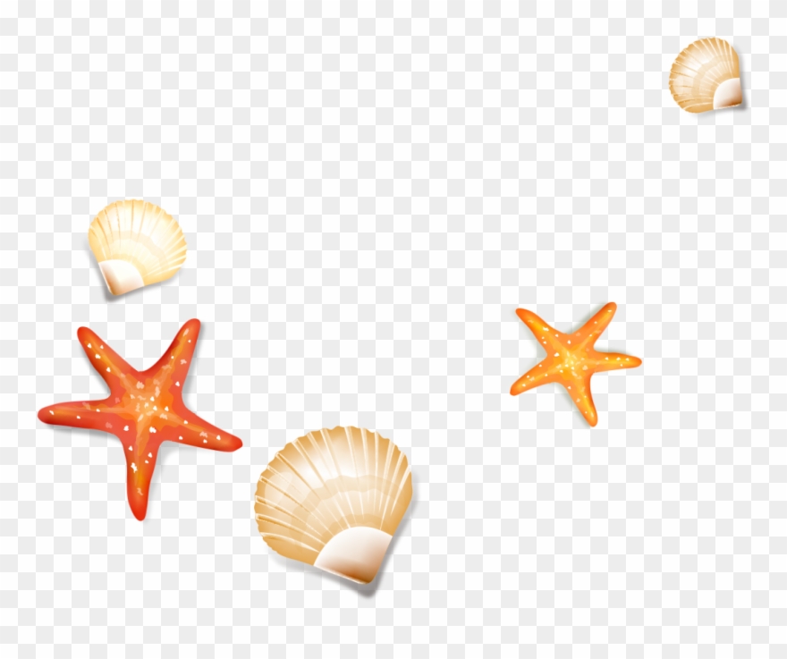 Drawing Shells Starfish - Seashell Clipart