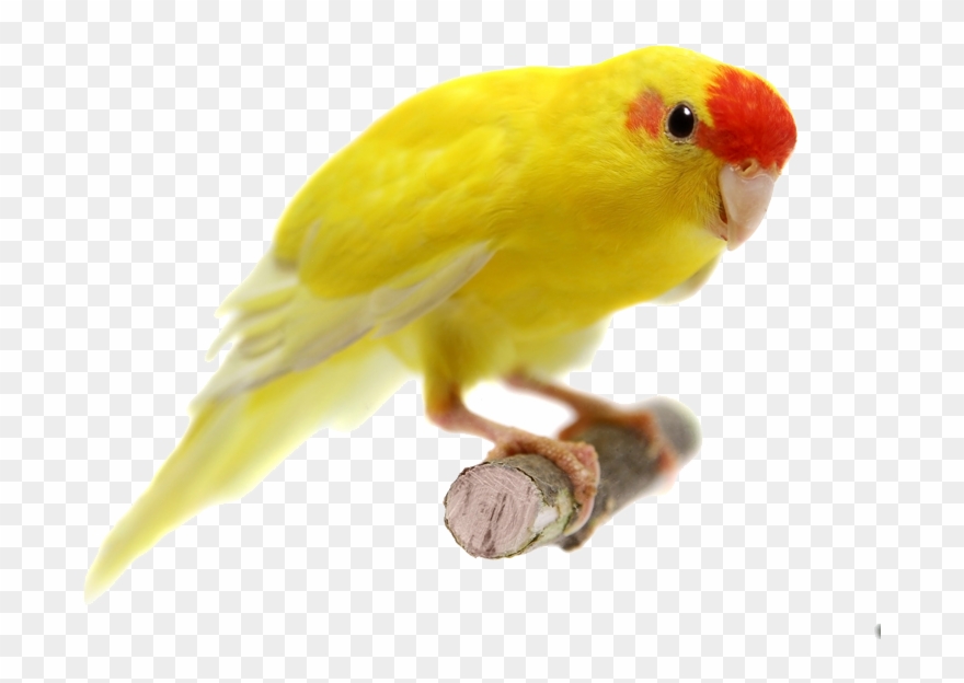 Попугай Жёлтый Clipart