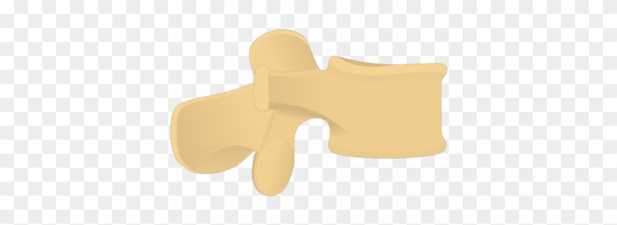 Vertebrae Anatomy Vertebra Lateral - Wood Clipart