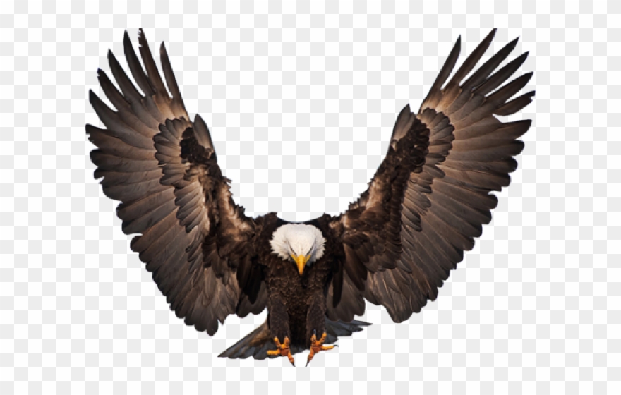 Clipart Wallpaper Blink - Bald Eagle Wings Open - Png Download
