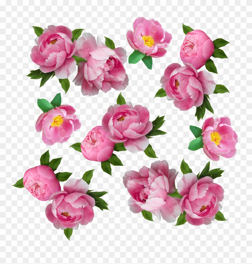 My Next Step Was To Make The Flowers Look More Like - Garden Roses Clipart