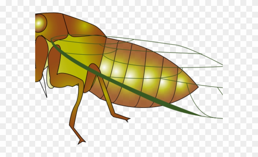 Cicada Clipart Transparent - Cigale Clipart - Png Download