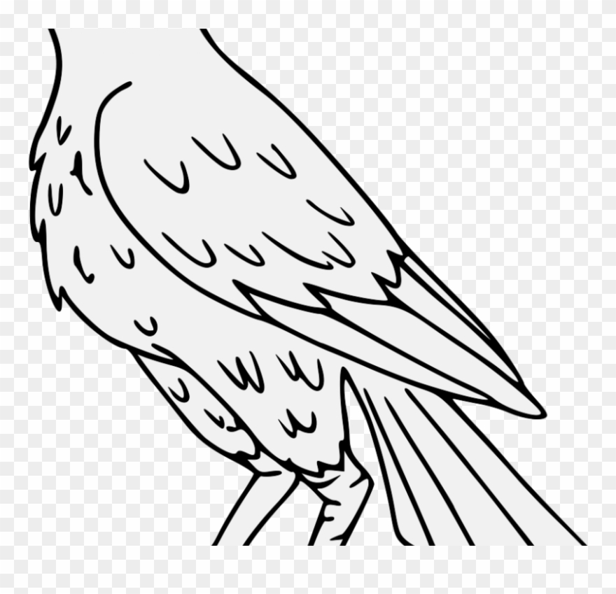 Falcon Drawing Png Clipart