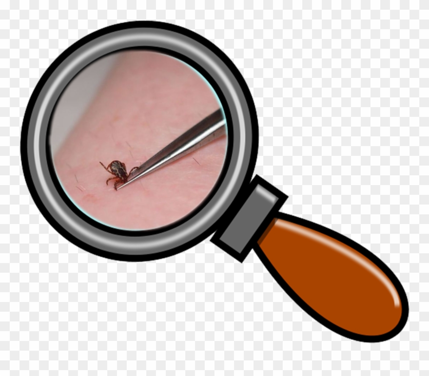 Caudwell Lymeco Charity Fighting Lyme And Associated - Clip Art Magnification Glass - Png Download