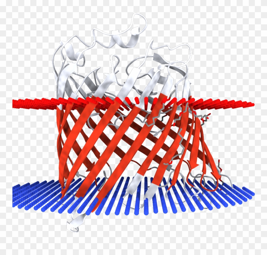 Transmembrane Regions Opm - Illustration Clipart