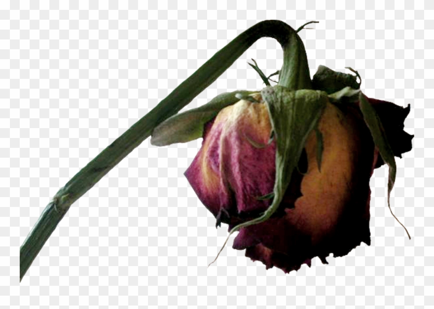 Transparent Dead Flower Clipart , Png Download - Dead Flowers Transparent Background