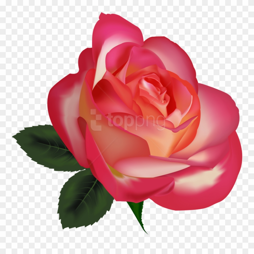 Download Beautiful Rose Image Clipart Png Photo - Beautiful Image Png Download Transparent Png