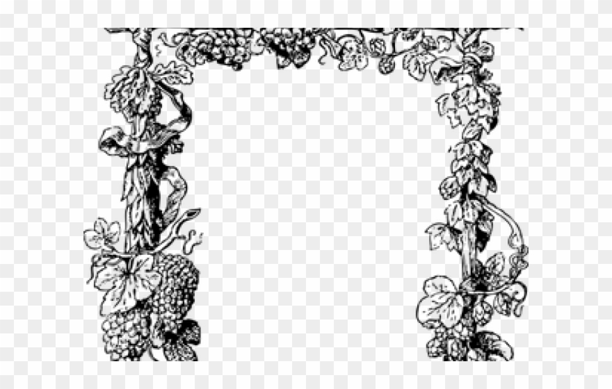 Drawn Scroll Grape Vine - Vine Plant Clipart Black And White - Png Download