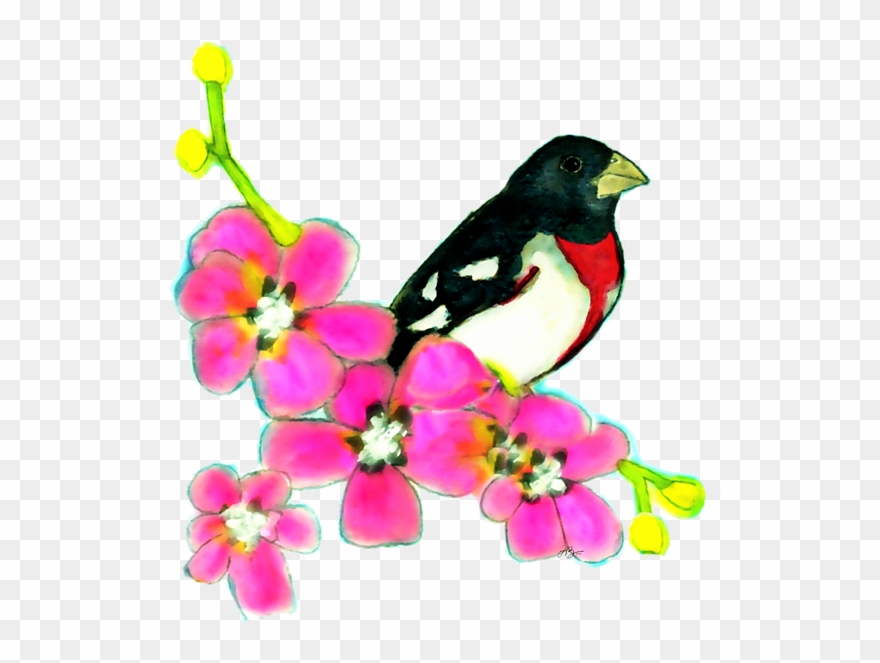 Bleed Area May Not Be Visible - Rose Breasted Grosbeak Clipart