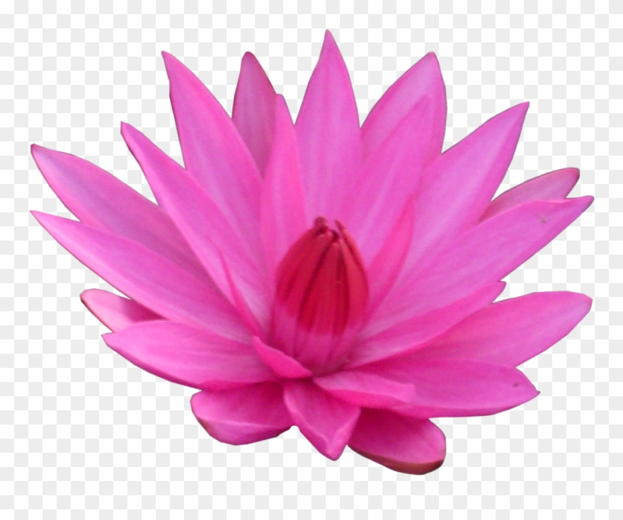 Lotus Transparent Clipart