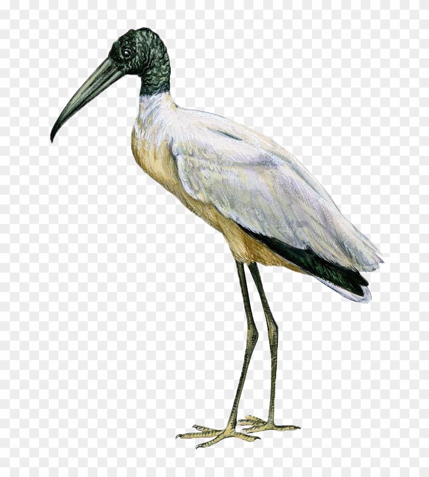 Stork Png Transparent Image - Mycteria Americana Clipart