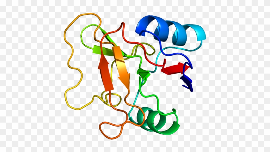 Protein Sell Pdb 1kjb - Selectin Protein Clipart