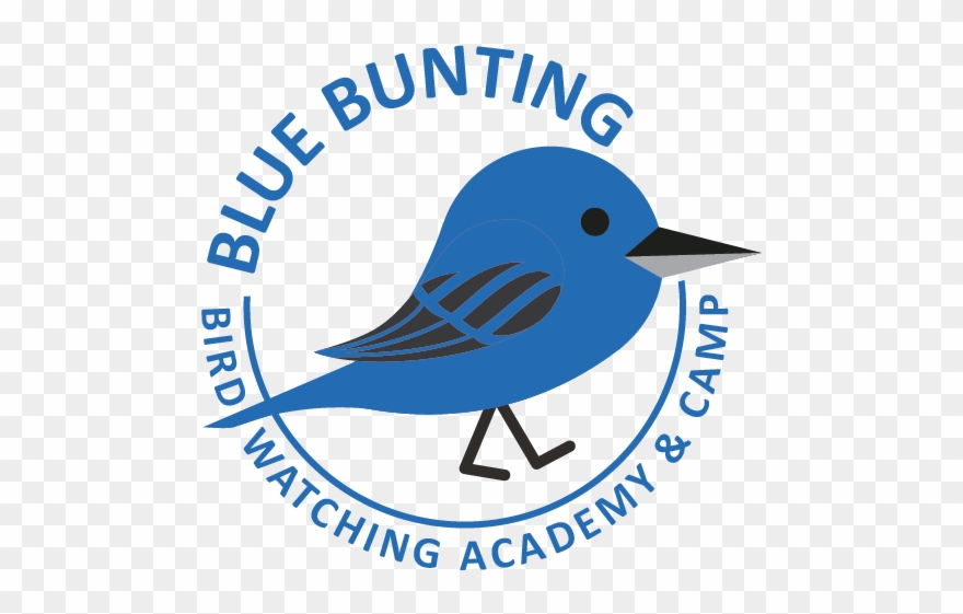 Mountain Bluebird Clipart