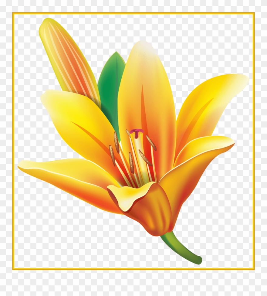 Appealing Real Flower Pencil And In Color Ⓒ - Yellow Lily Flower Png Clipart