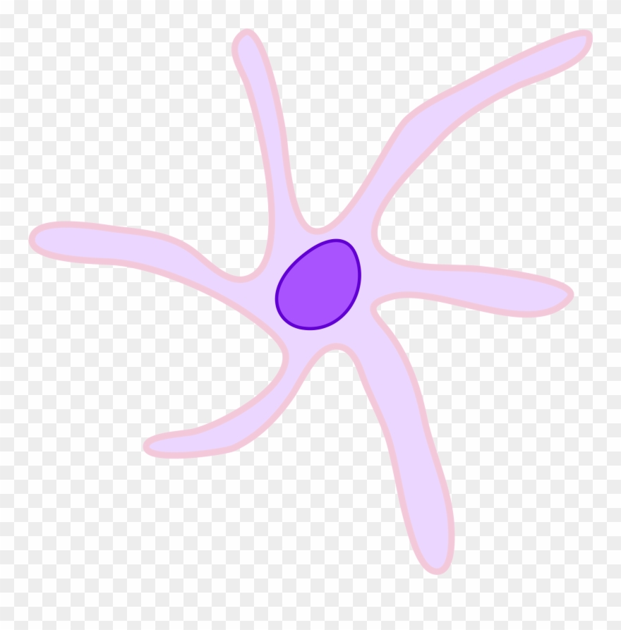 Cell Clipart Dendritic Cell - Starfish - Png Download