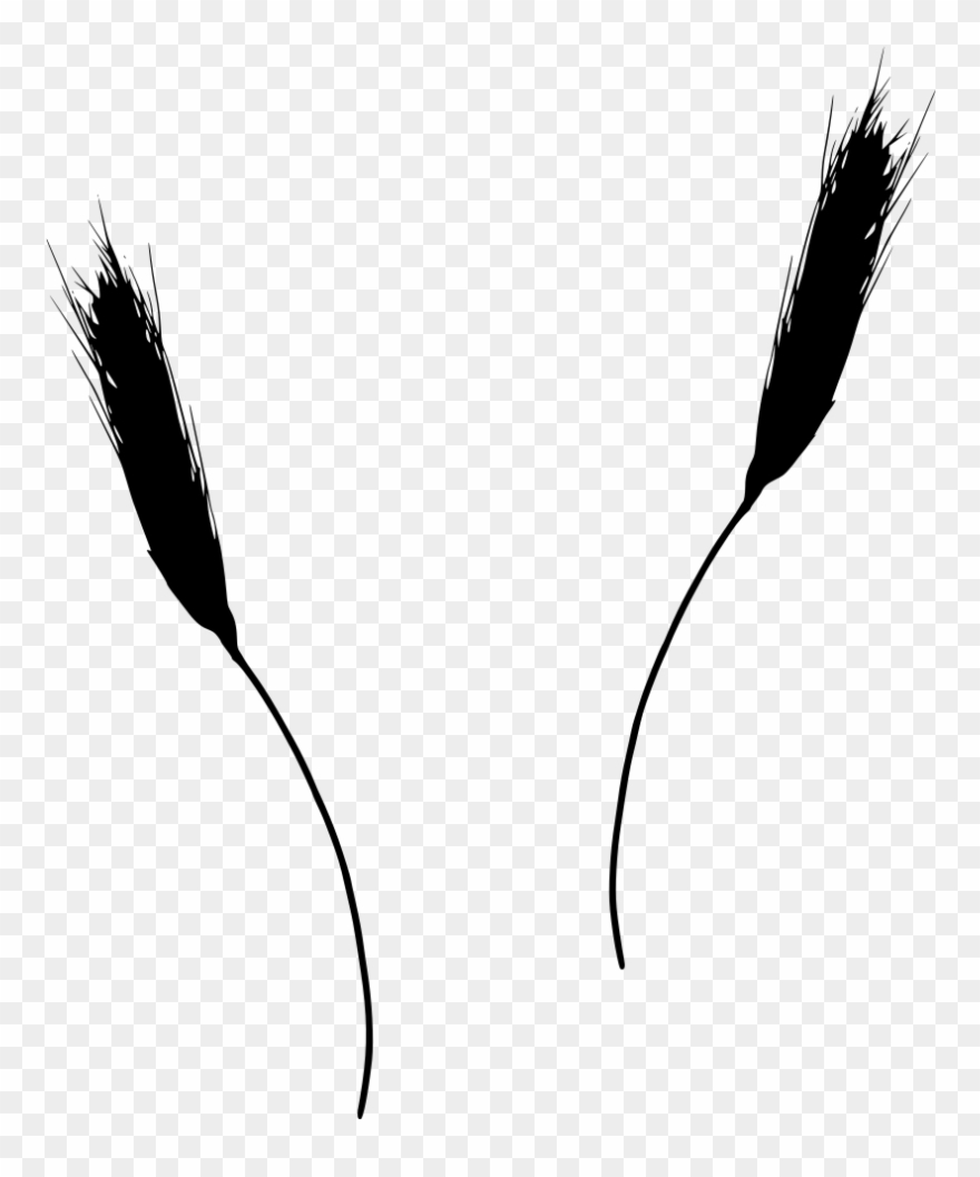 Wheat - Sketch Clipart