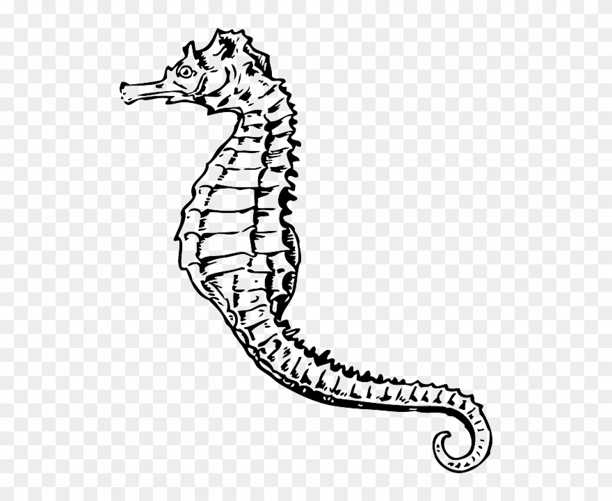 Clip Art Vas - Seahorse Black And White - Png Download