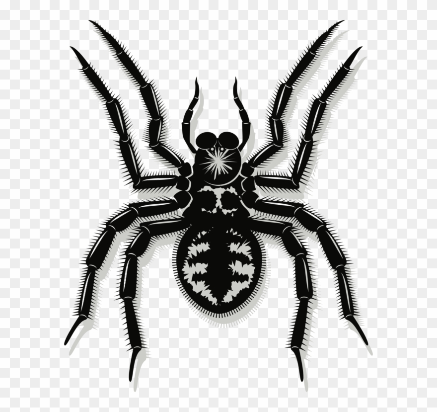 Spider Web Drawing Line Art Southern Black Widow - Vector Graphics Clipart