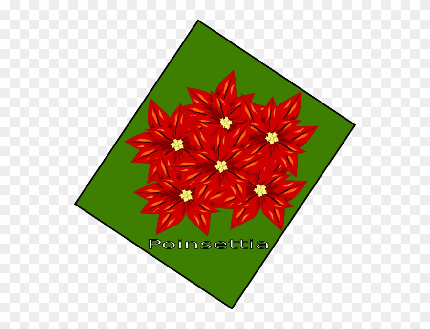 Flor De Navidad Clip Art - Poinsettia - Png Download