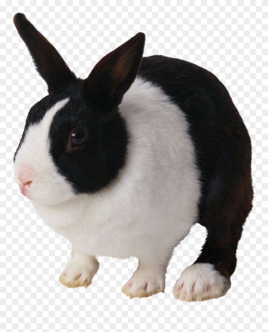 Black And White Rabbit Png Clipart Domestic Rabbit - Black And White Transparent Png