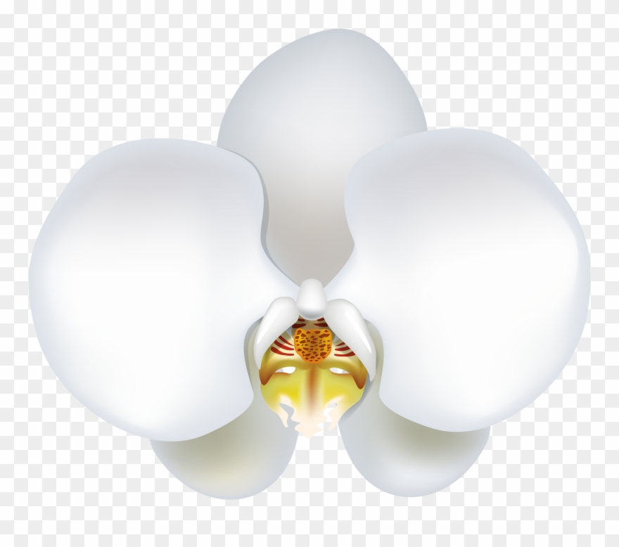 White Orchid Png Clipart - Portable Network Graphics Transparent Png