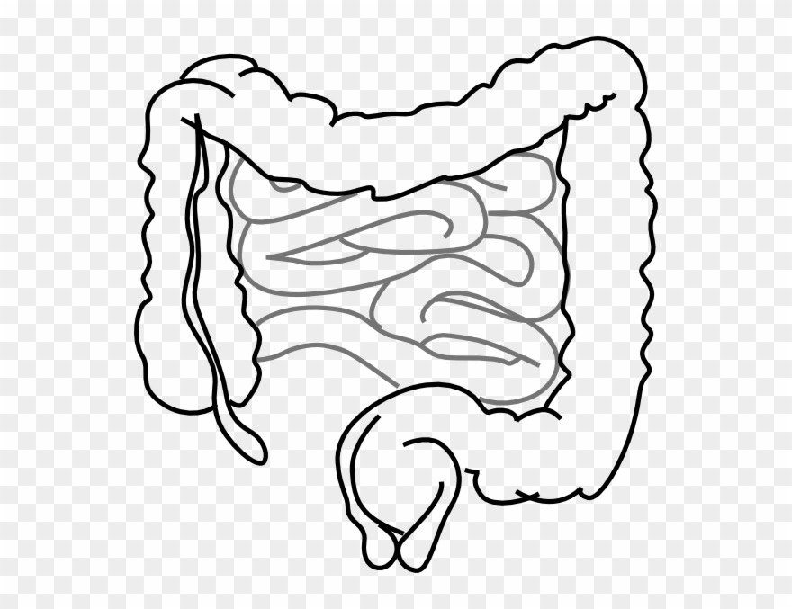 Small And Large Intestine Clip Art - Imagenes De Intestinos Para Colorear - Png Download