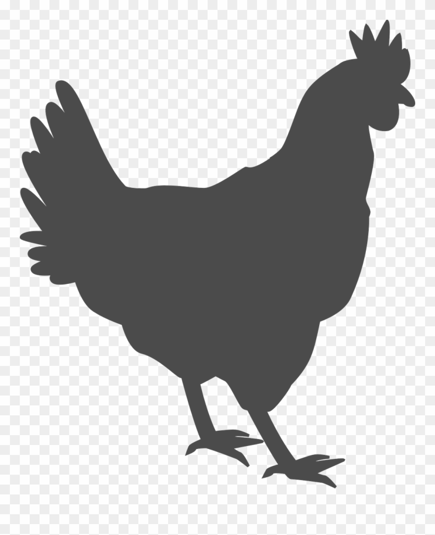Chicken Outline Clipart