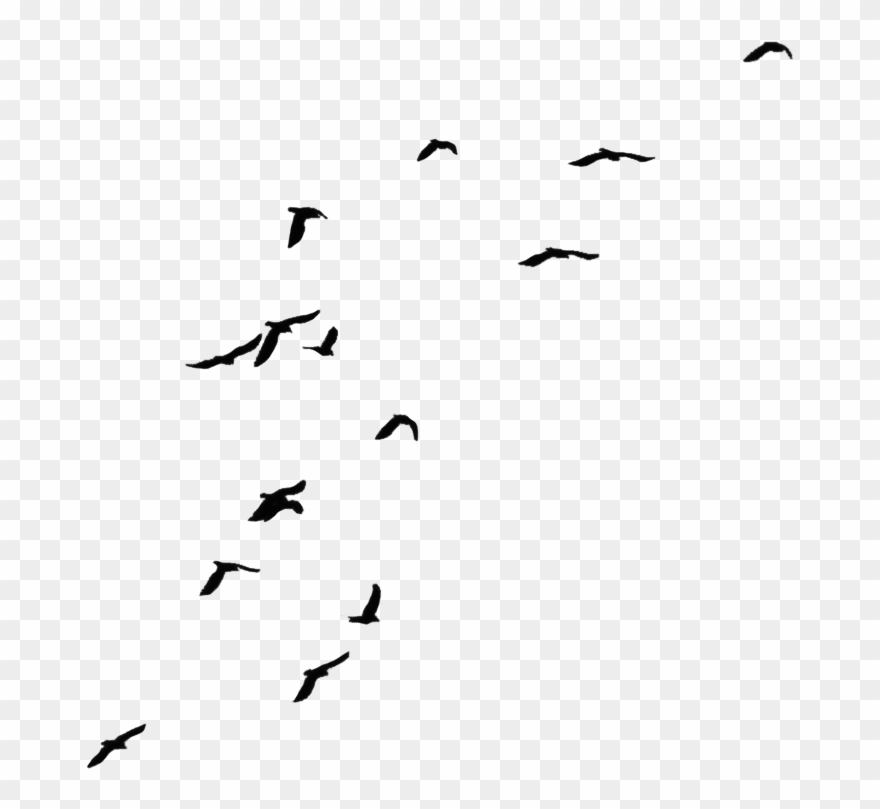 Birds 05 - Transparent Background Crows Png Clipart