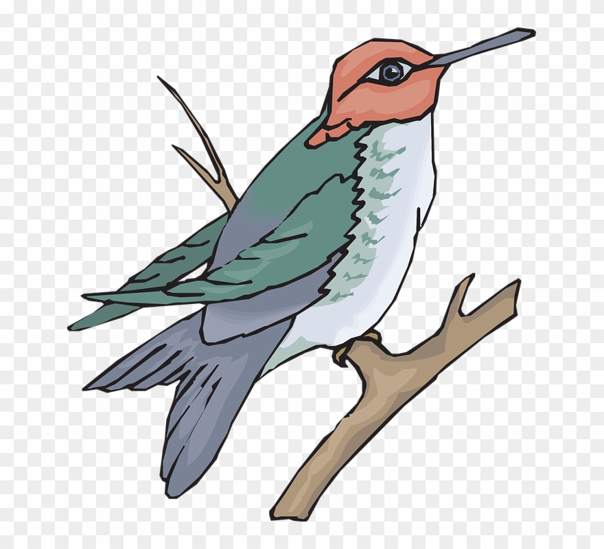 Hummingbird On A Branch Clip Art - Sun Bird Clipart - Png Download