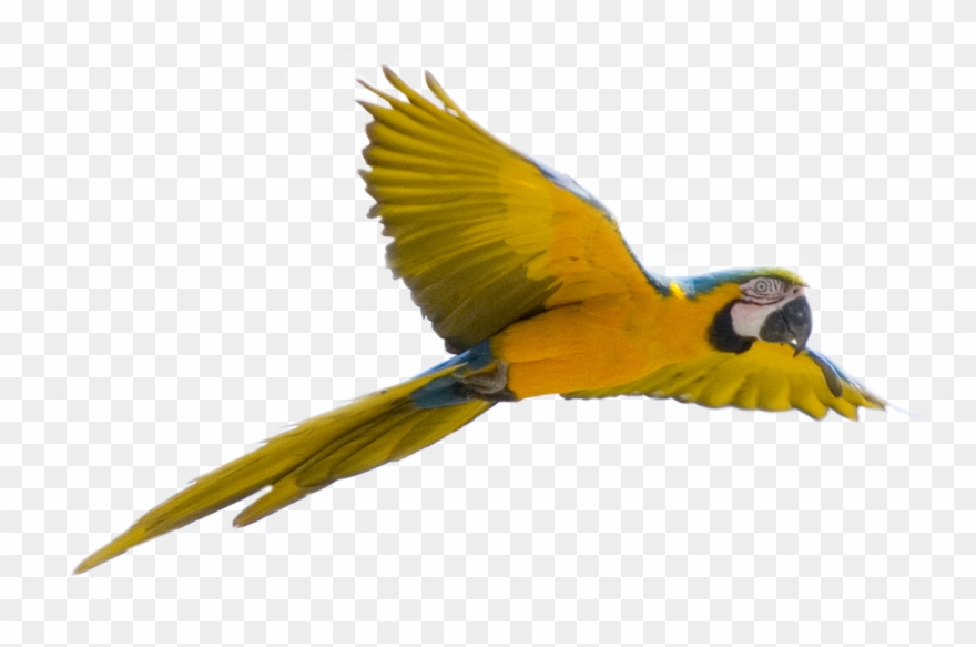Parrot Png Image, Free Pictures Download - Bird Background Free Transparent Clipart