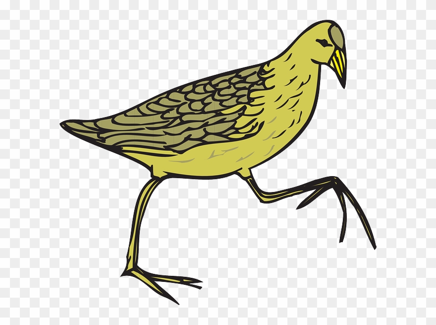 Picture Free At Getdrawings Com Free For Personal Use - Cartoon Feathers On Bird Clipart