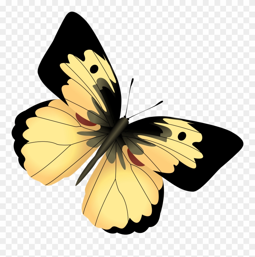 Picture Free Download Yellow And Png Image - Yellow And Black Butterfly Png Clipart