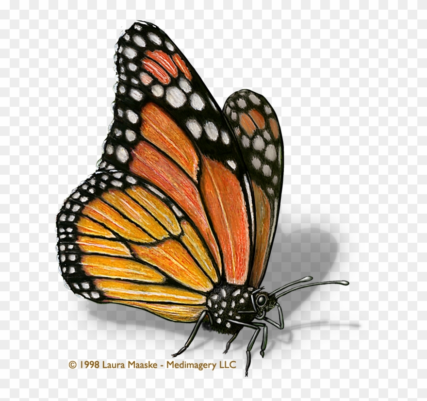 Monarch Butterfly Clipart Illustrated - Monarch Butterfly Scientific Drawing - Png Download