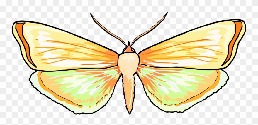 Monarch Butterfly Brush-footed Butterflies Pieridae - Butterfly Clipart