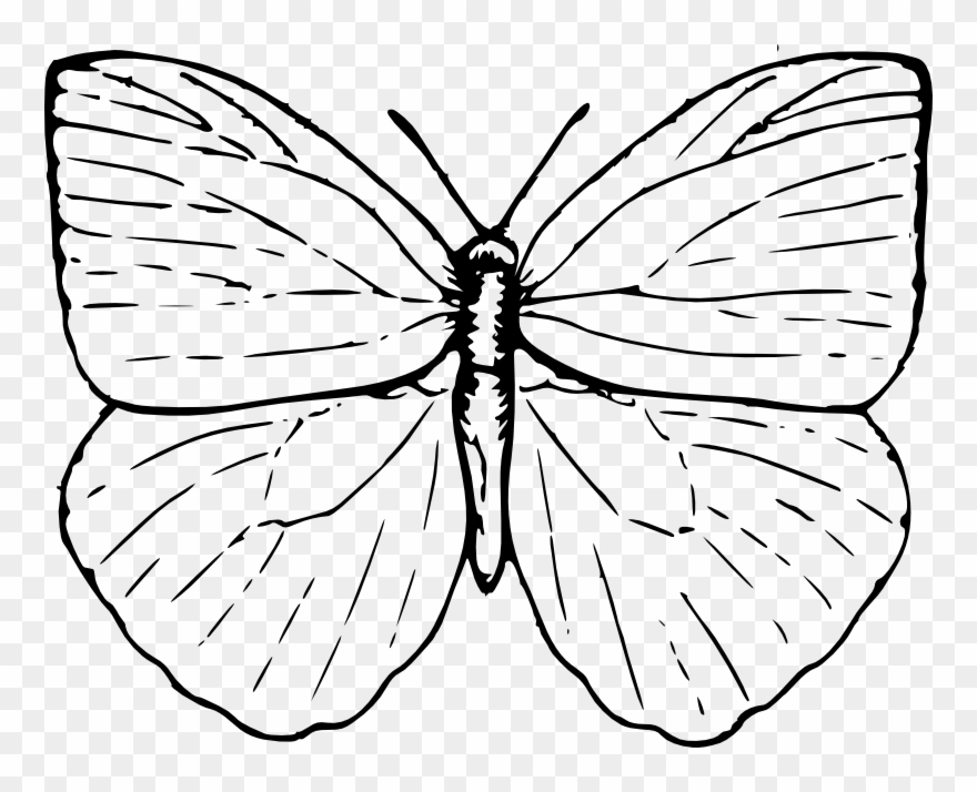 Clipart - Butterfly - Butterfly Clip Art - Png Download