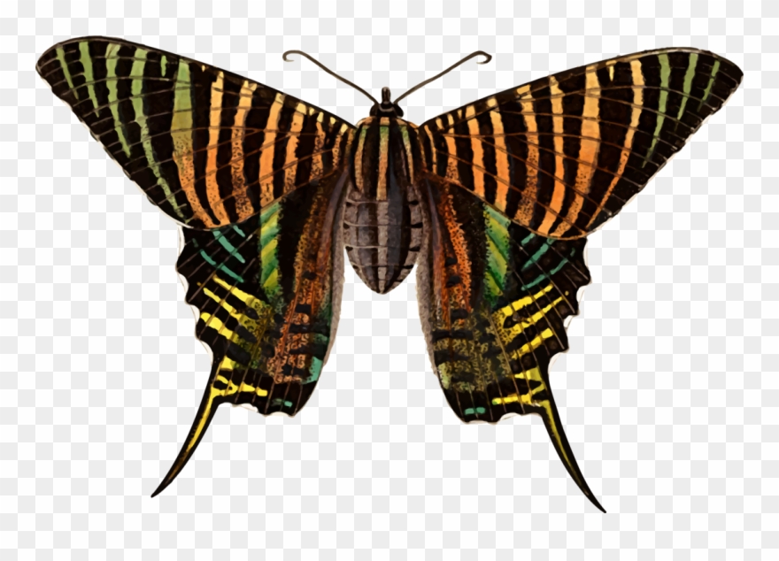 Monarch Butterfly Moth Brush-footed Butterflies Urania - Brush-footed Butterflies Clipart