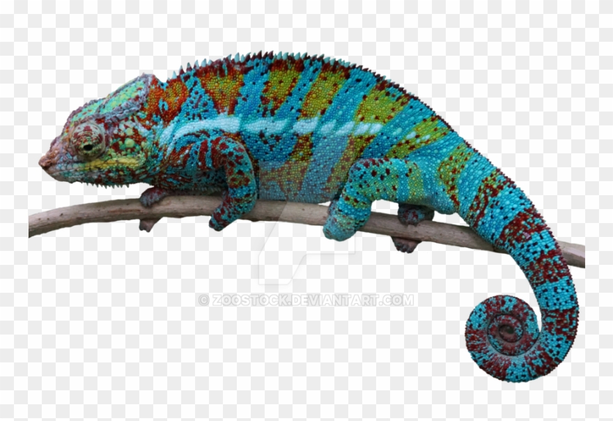 Chameleon Png Clipart