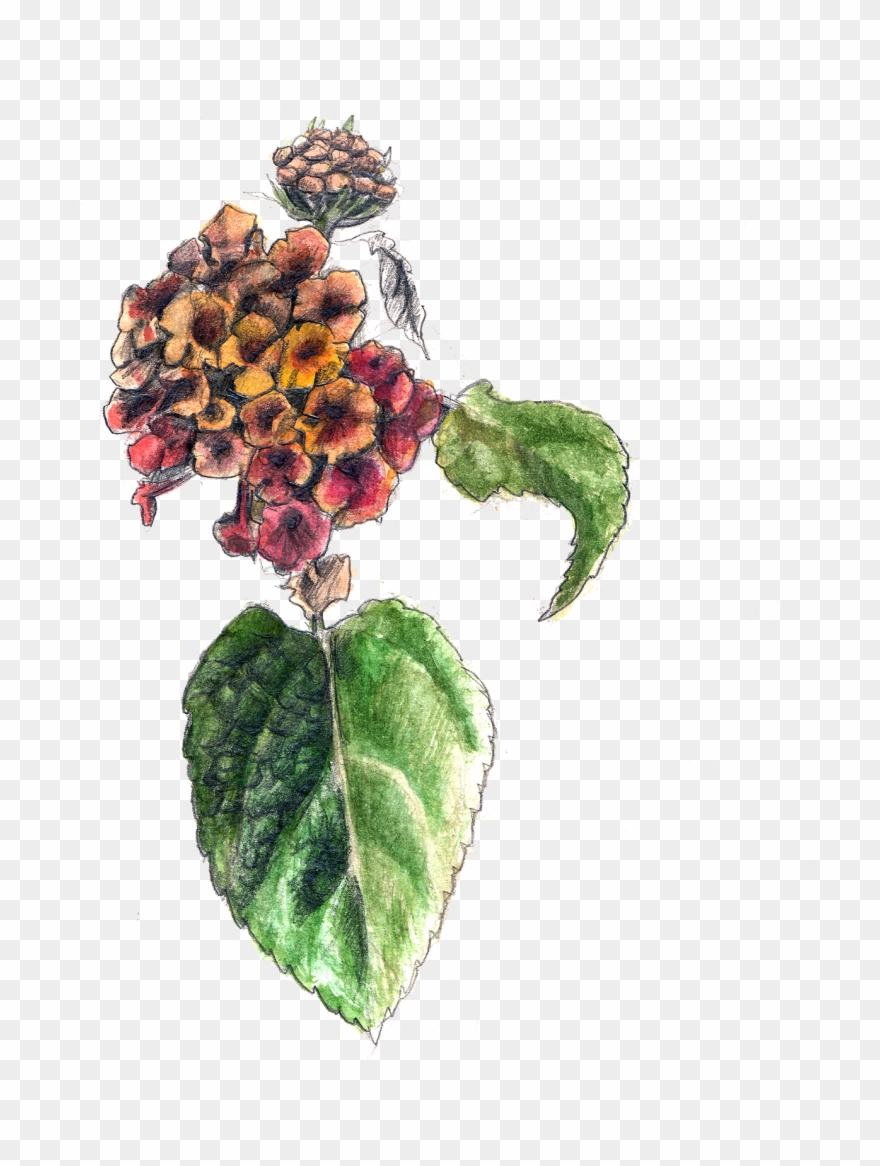 Flower Sketches On - Lantana Camara Illustration Clipart