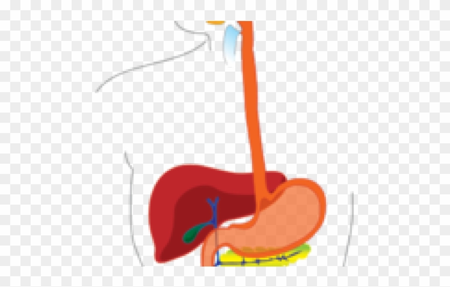Digestive Cliparts - Png Download
