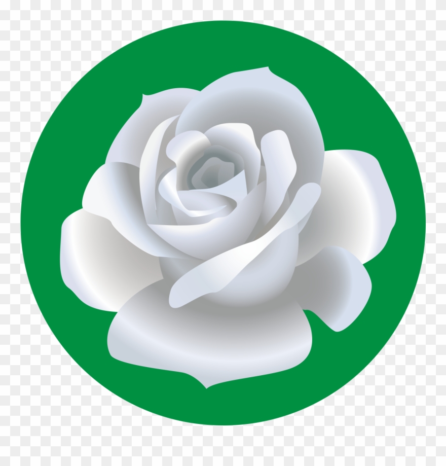 Garden Roses Beach - Dibujo De Una Rosa Blanca Clipart