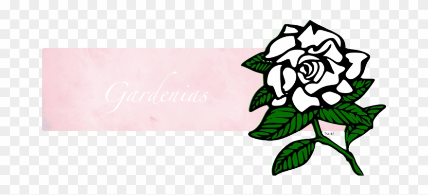 Gardenia Svg Clipart