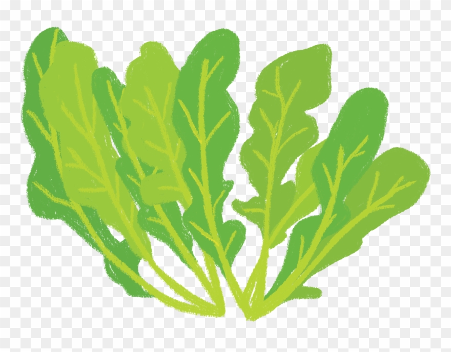 Organic Arugula Clipart
