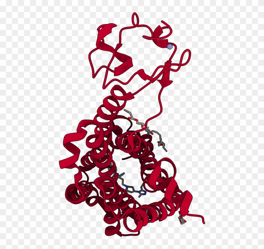 Biological Assembly - Illustration Clipart