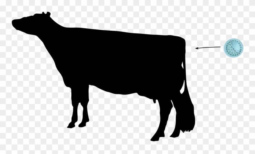 We - Livestock Clipart