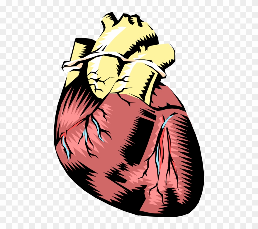 Vector Illustration Of Human Heart With Aorta - Human Heart Not Labeled Clipart