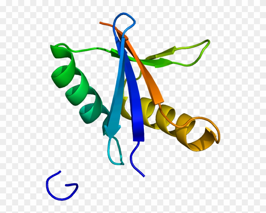 Map3k3 - Map3k1 Gene Clipart