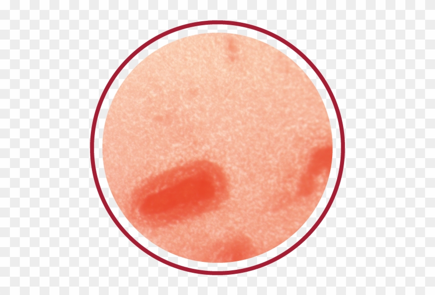 Alcanivorax - Face Powder Clipart