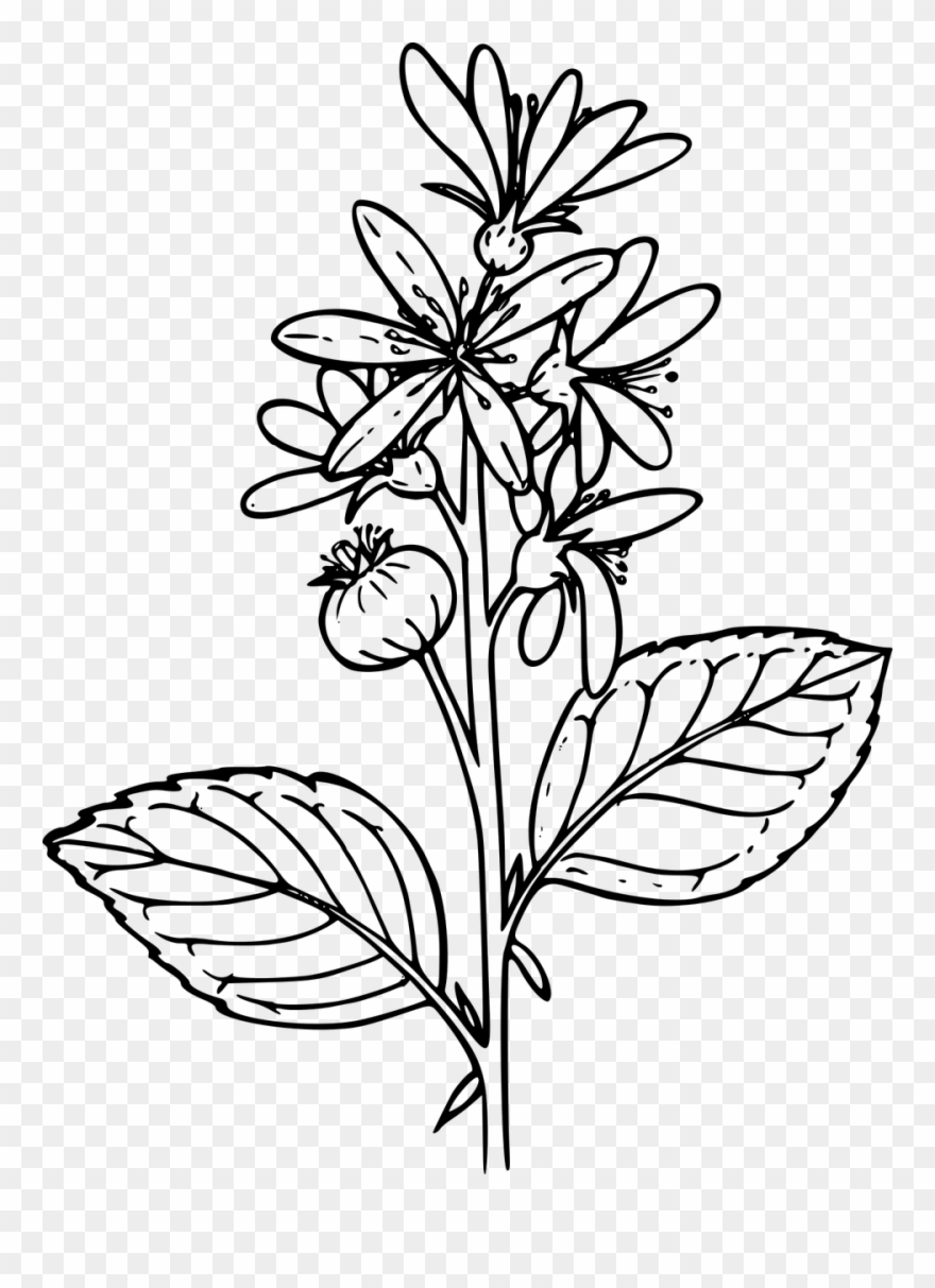 Flower Plant Wild Wildflower Clipart Png Image - Clip Art Transparent Png